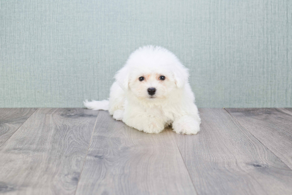 Bichon Frise Puppy for Adoption