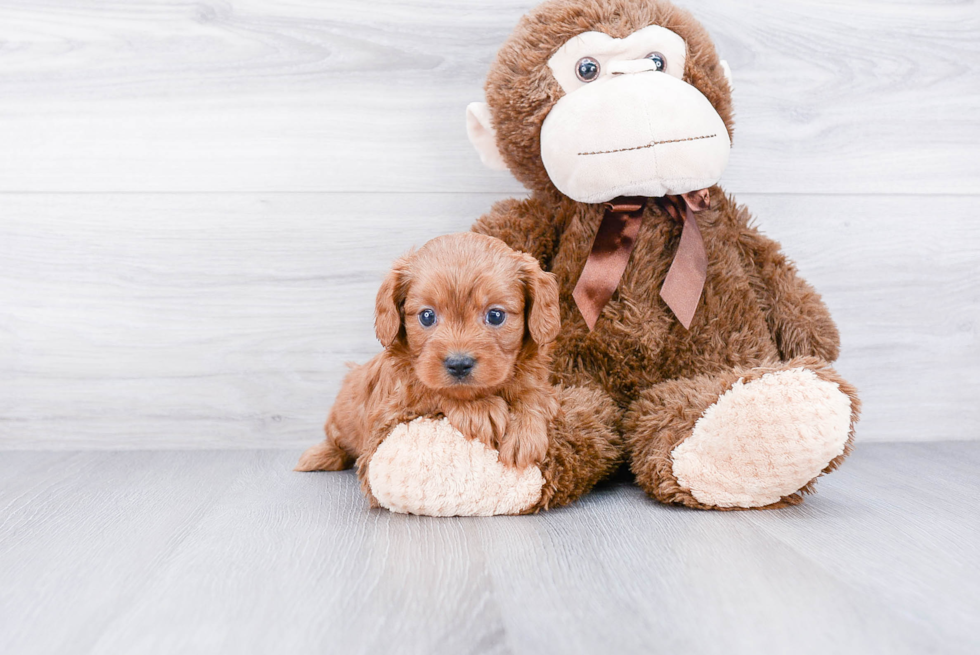 Little Cavoodle Poodle Mix Puppy