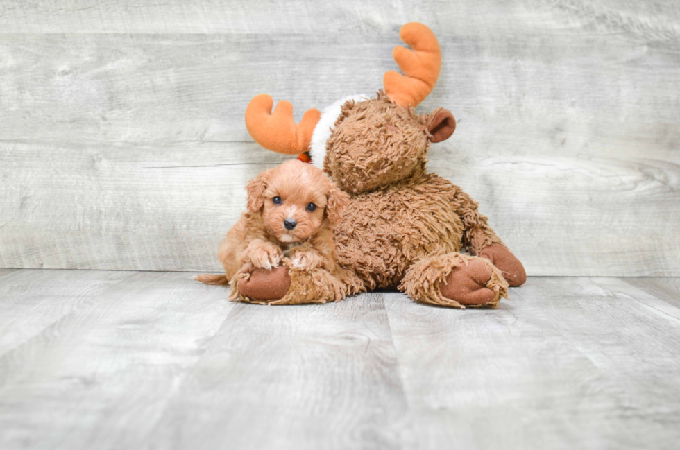 Funny Cavapoo Poodle Mix Pup