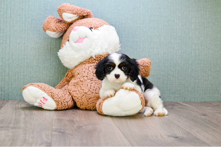 Cavalier King Charles Spaniel Pup Being Cute