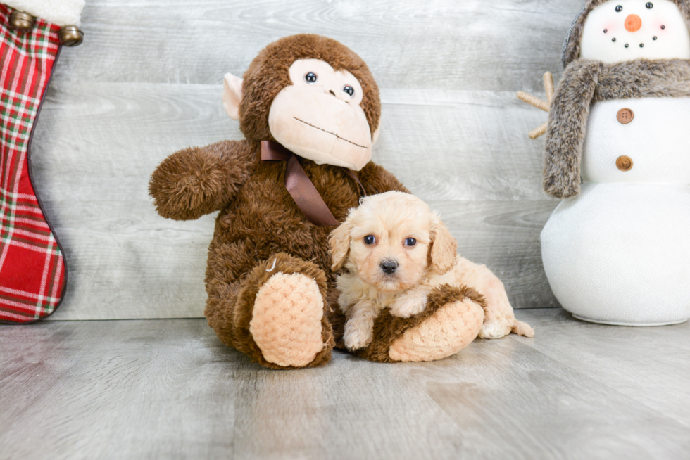 Small Cavachon Baby