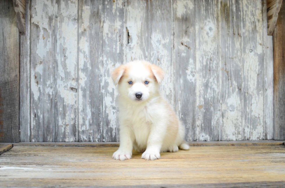 Pomsky Pup Being Cute