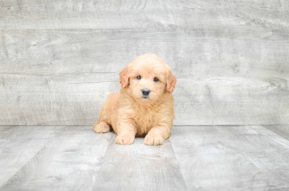 Adorable Golden Retriever Poodle Mix Puppy