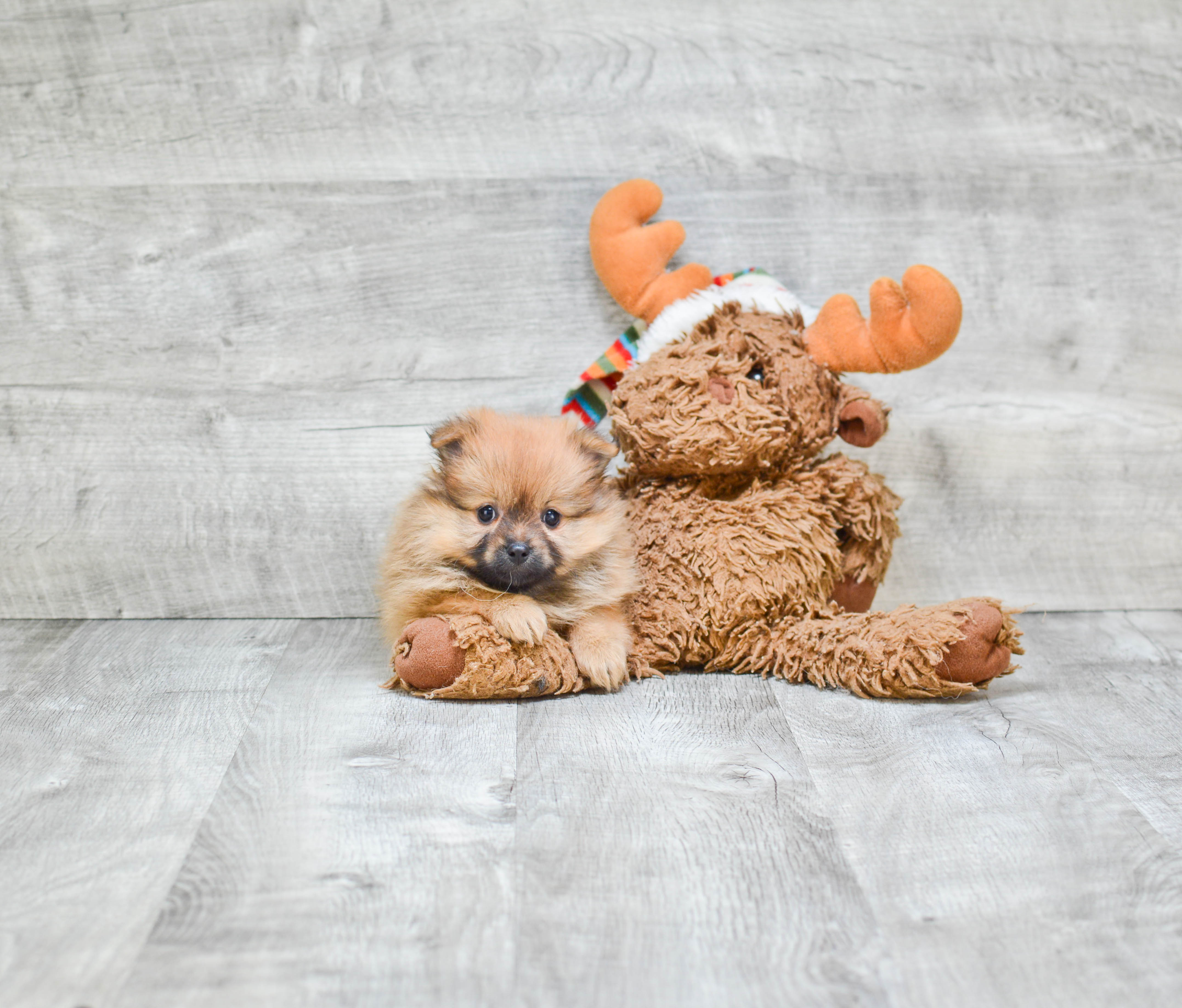 Happy Pomeranian Purebred Puppy