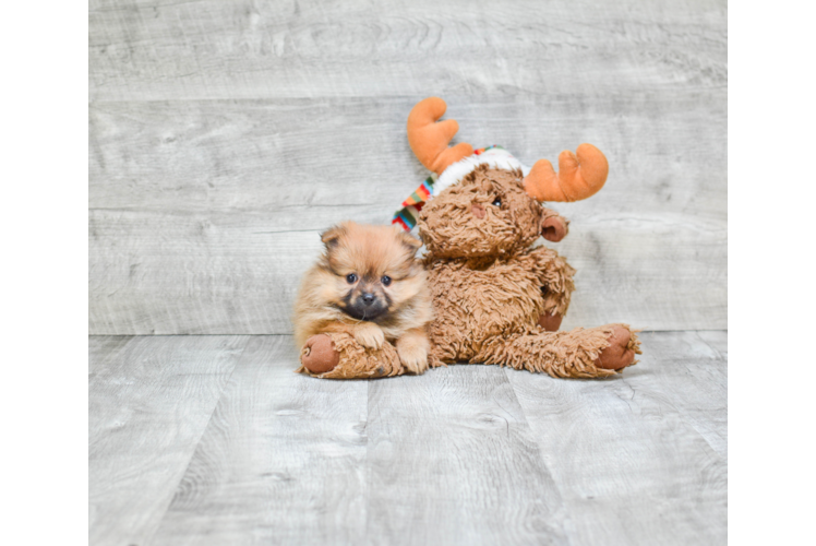 Happy Pomeranian Purebred Puppy