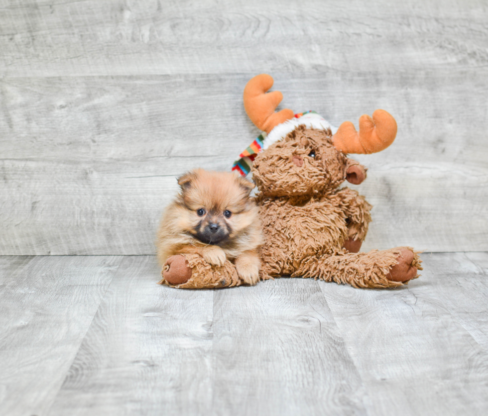 Happy Pomeranian Purebred Puppy