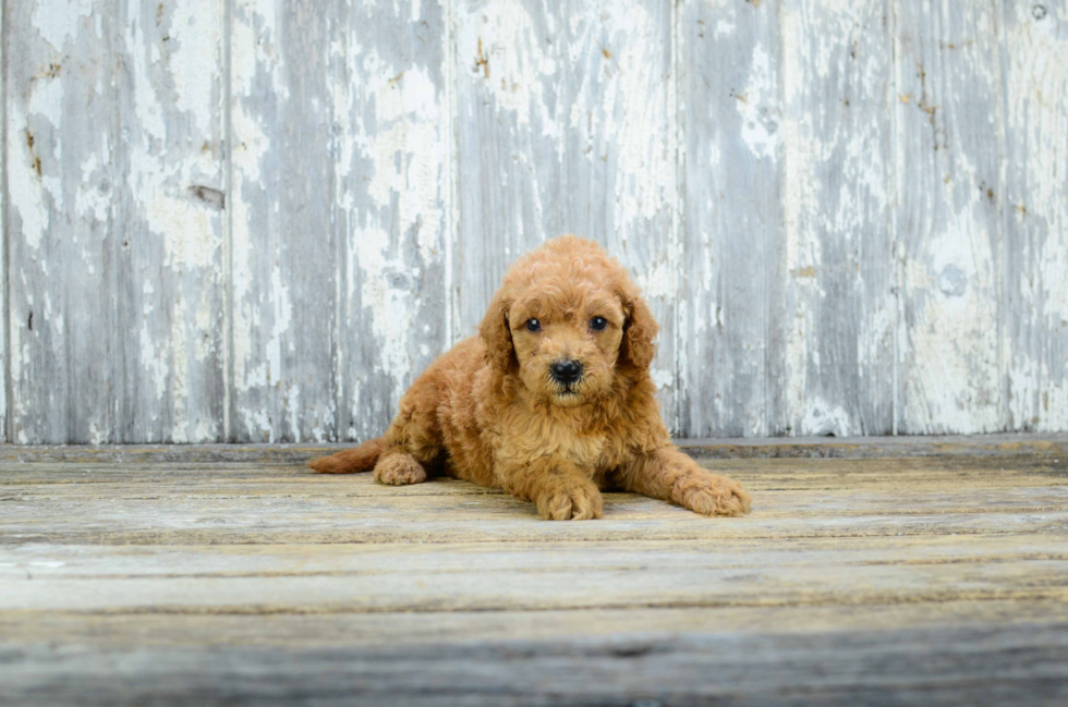 Smart Mini Goldendoodle Poodle Mix Pup