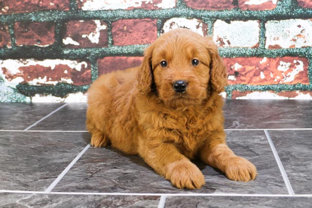 Mini Goldendoodle Puppy for Adoption
