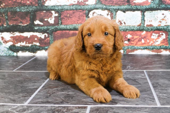 Mini Goldendoodle Puppy for Adoption