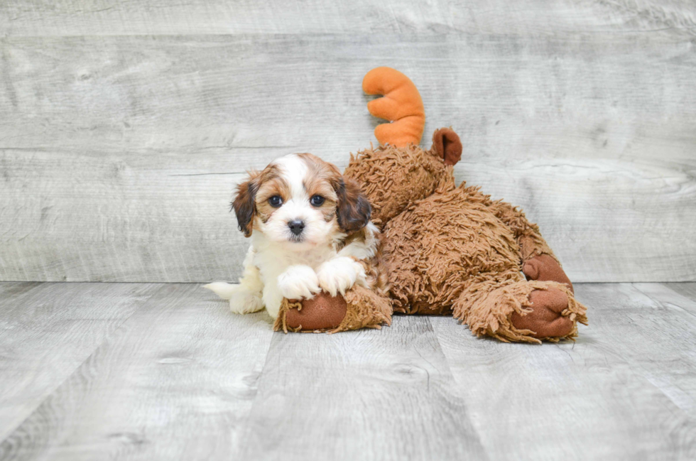 Sweet Cavapoo Baby