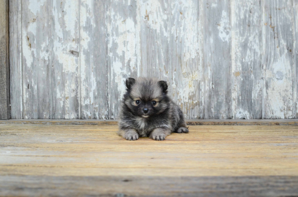 Small Pomeranian Baby