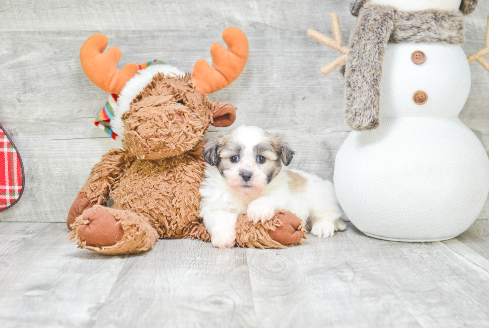 Teddy Bear Pup Being Cute