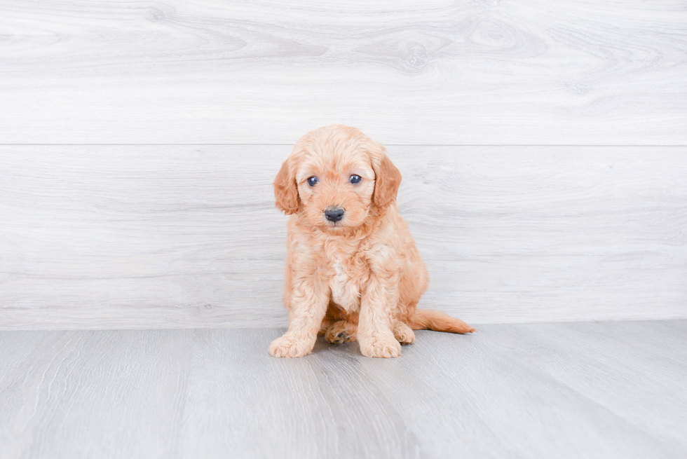 Mini Goldendoodle Puppy for Adoption