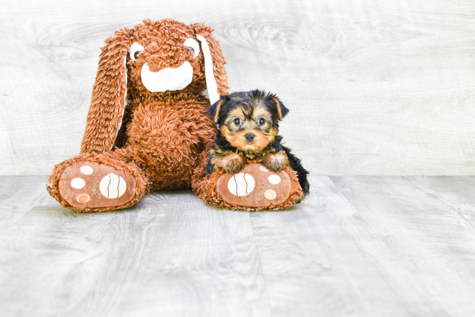 Meet Twinkle - our Yorkshire Terrier Puppy Photo 