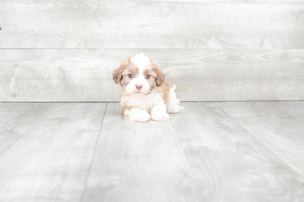 Best Havanese Baby