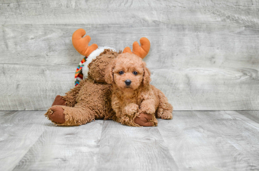 Popular Cavapoo Poodle Mix Pup