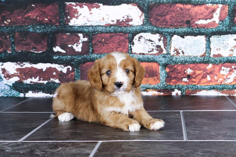 Cavapoo Pup Being Cute