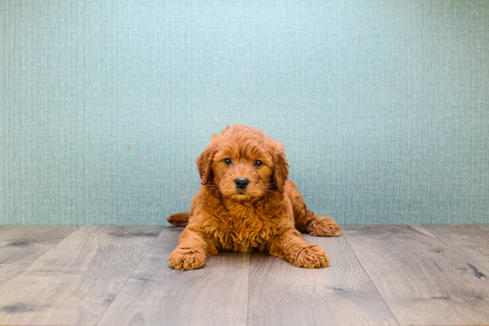 Funny Mini Goldendoodle Poodle Mix Pup