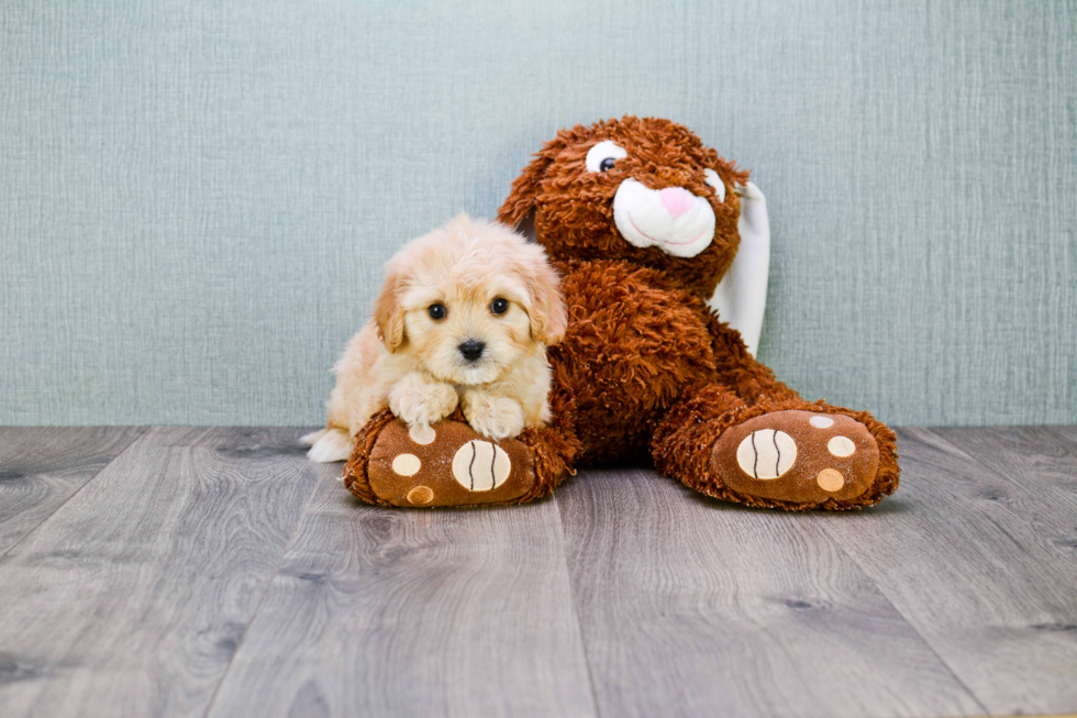 Cavachon Puppy for Adoption