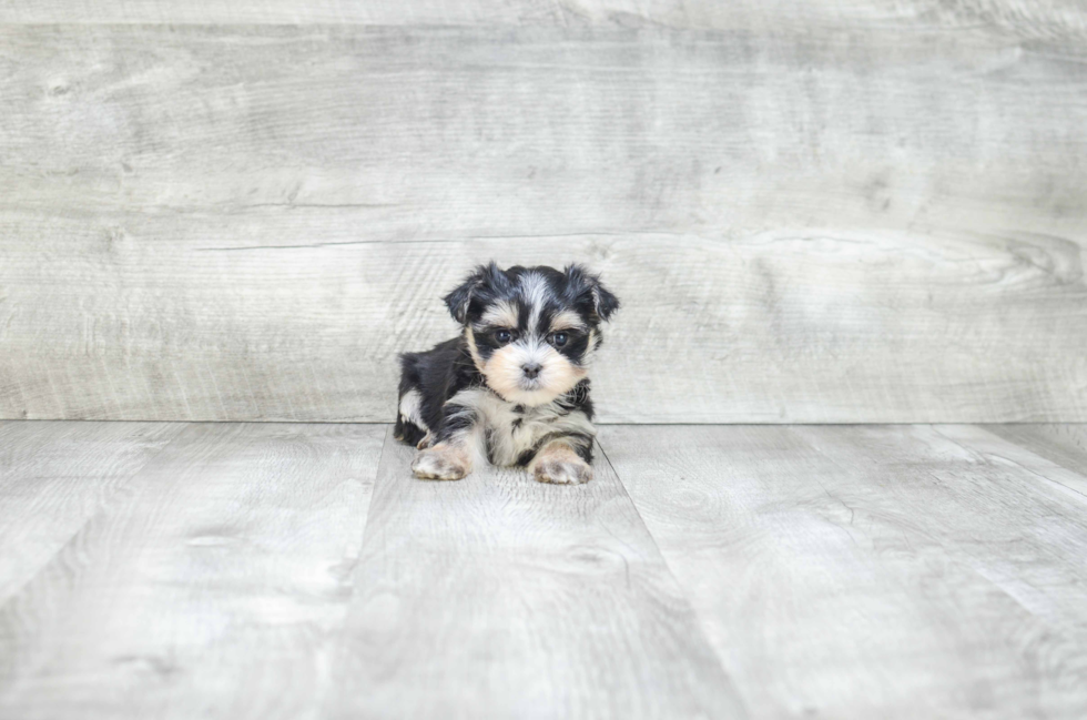 Friendly Morkie Baby