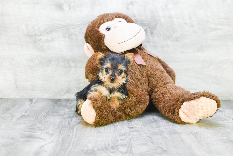 Meet Rachel - our Yorkshire Terrier Puppy Photo 