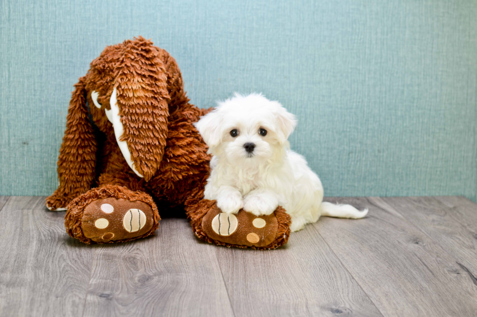 Happy Maltese Purebred Puppy