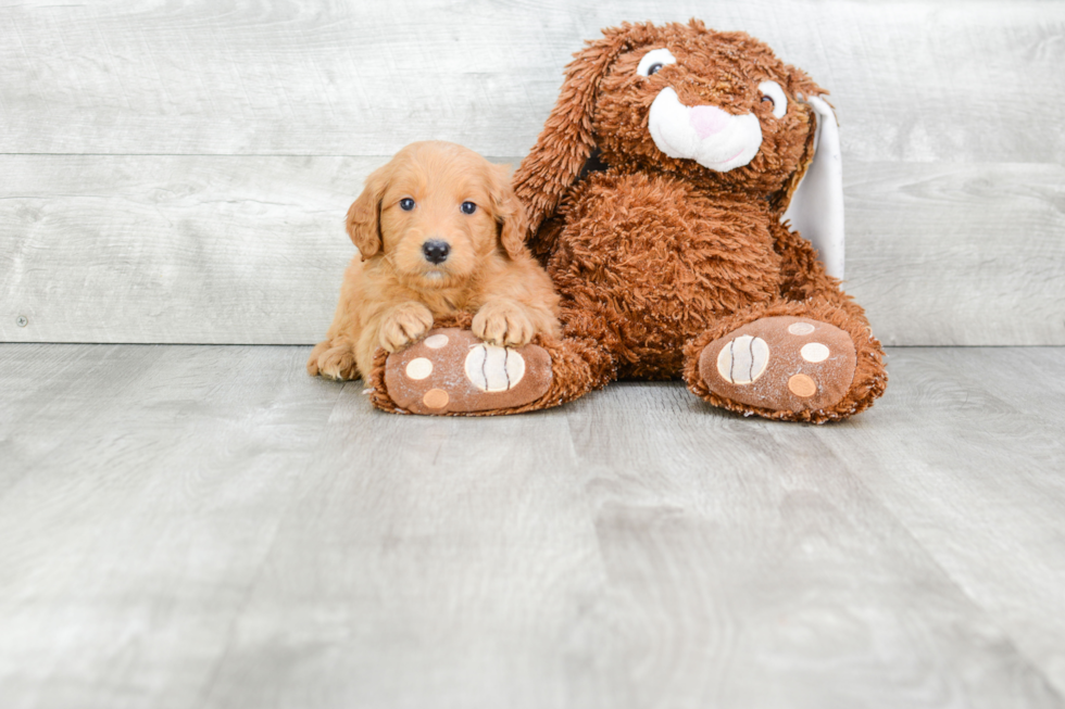 Happy Mini Goldendoodle Baby