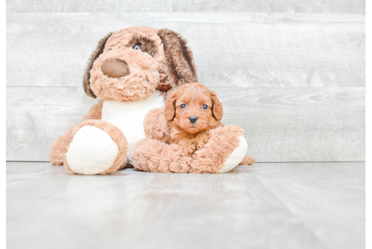 Smart Cavapoo Poodle Mix Pup