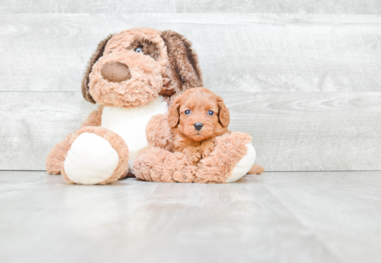 Smart Cavapoo Poodle Mix Pup