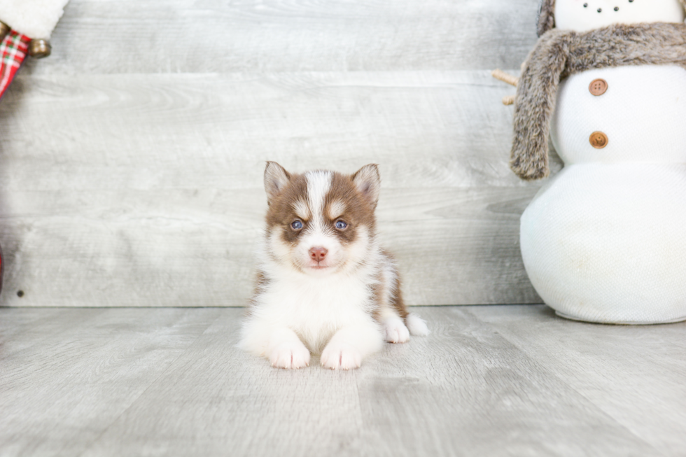 Funny Pomsky Designer Pup