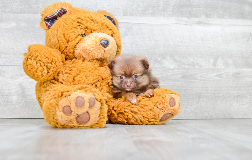 Popular Pomeranian Baby