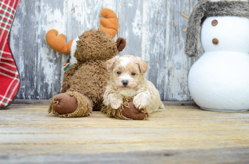 Smart Maltipoo Poodle Mix Pup