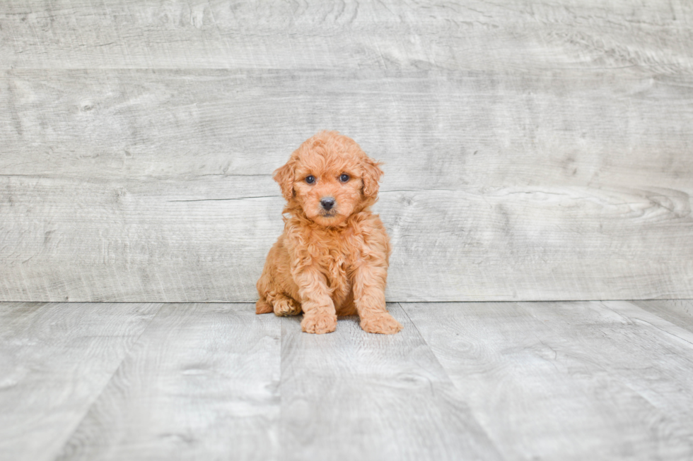 Small Mini Goldendoodle Baby