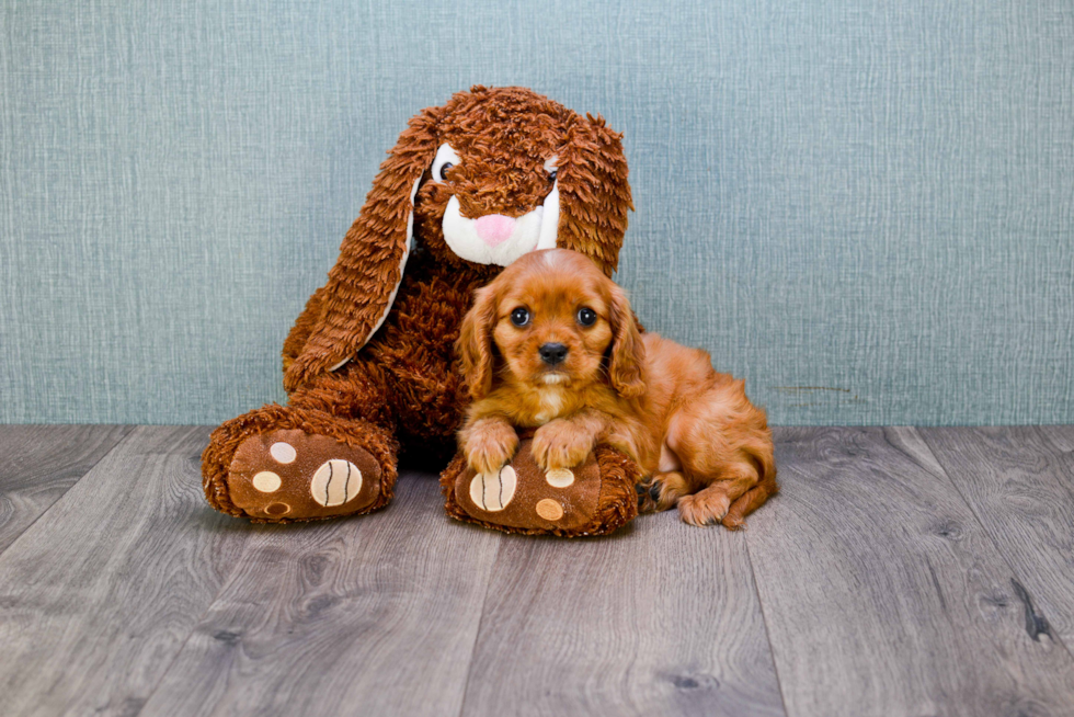 Best Cavalier King Charles Spaniel Baby