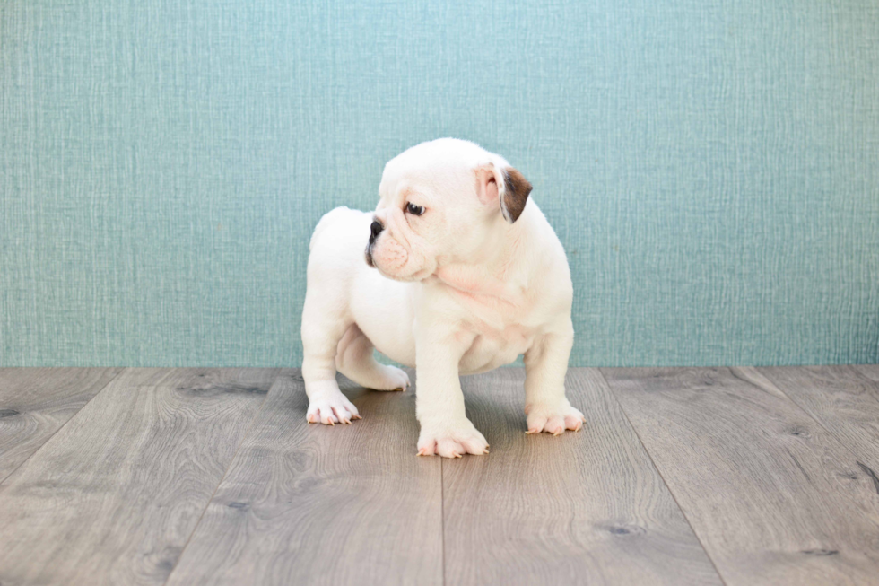 Best English Bulldog Baby