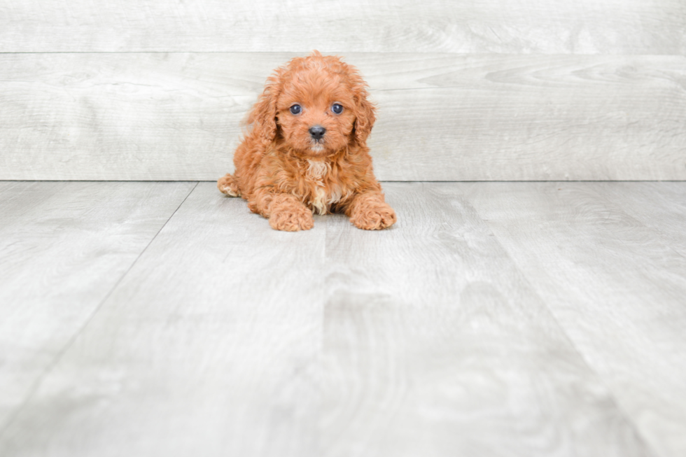 Little Cavoodle Poodle Mix Puppy