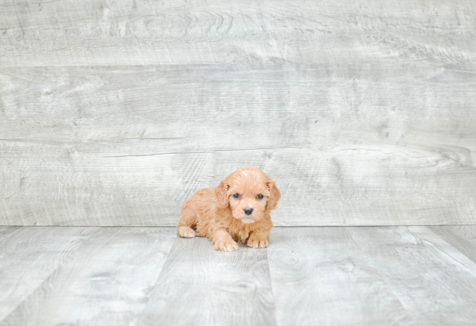 Smart Cavapoo Poodle Mix Pup