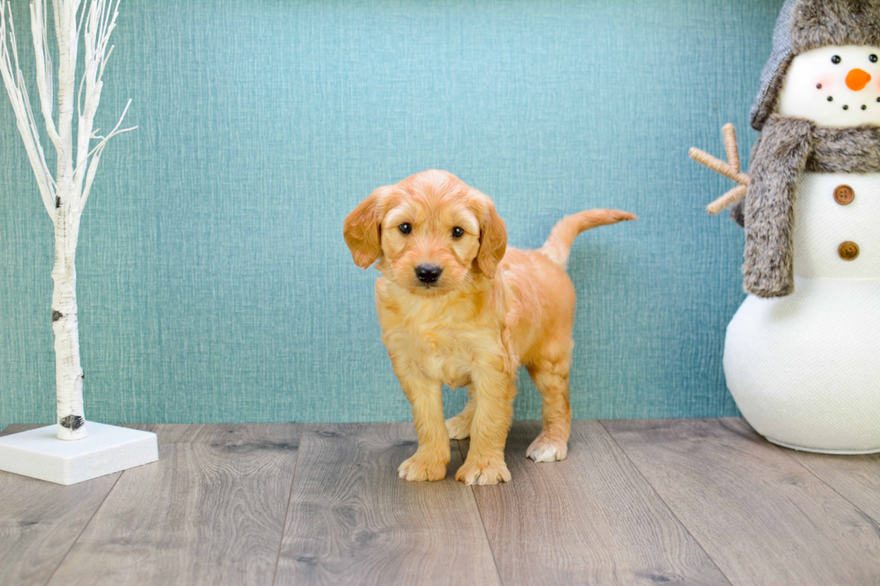 Meet Miniature-Rover - our Mini Goldendoodle Puppy Photo 