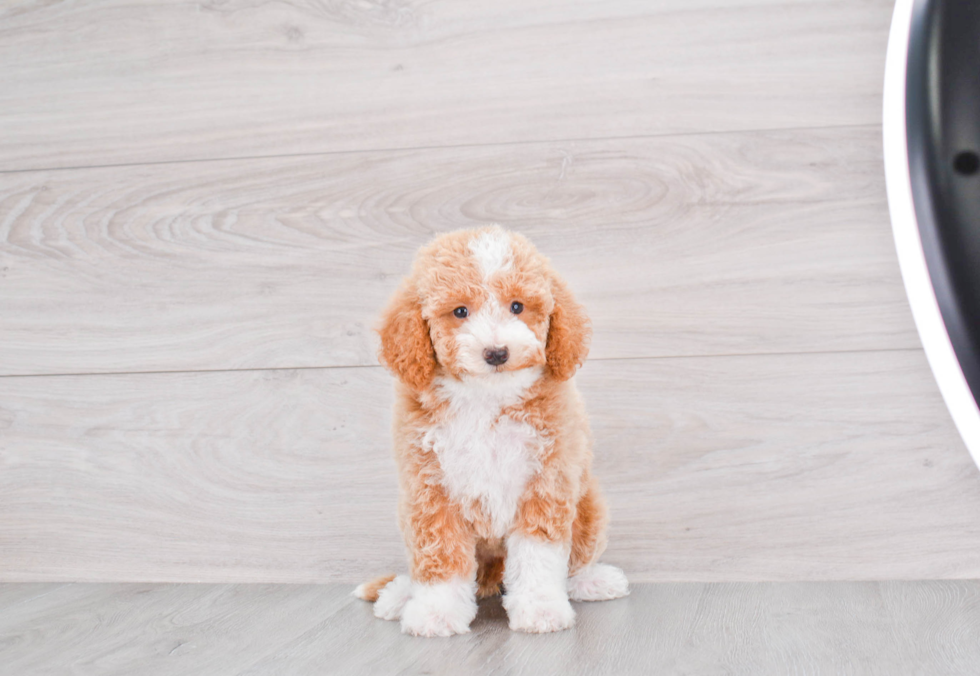 Best Mini Goldendoodle Baby