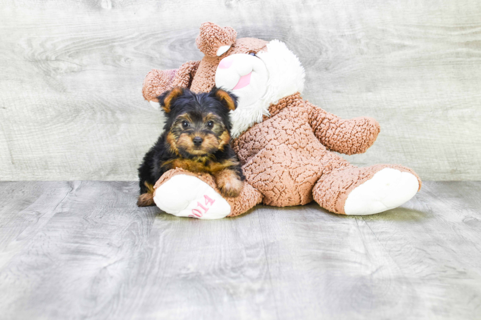 Meet Timmy - our Yorkshire Terrier Puppy Photo 