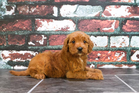 Funny Mini Goldendoodle Poodle Mix Pup