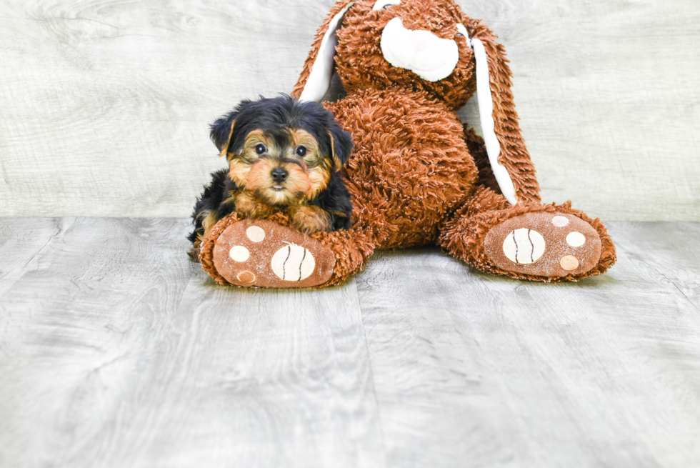 Meet Timmy - our Yorkshire Terrier Puppy Photo 