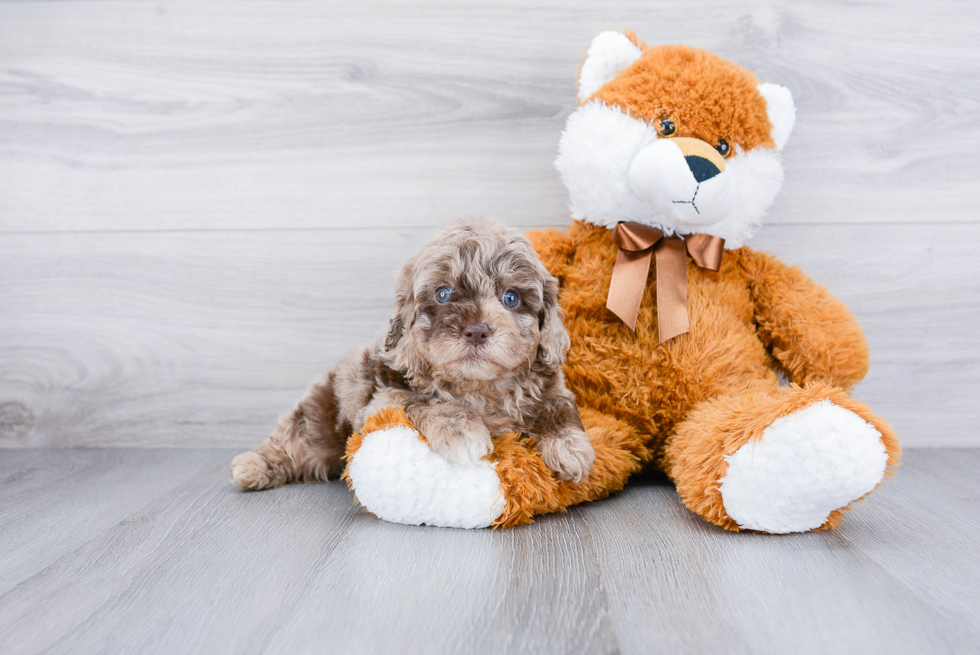 Cockapoo Pup Being Cute