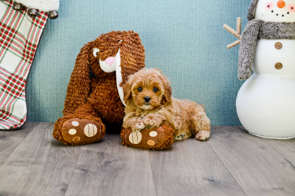 Adorable Cavoodle Poodle Mix Puppy