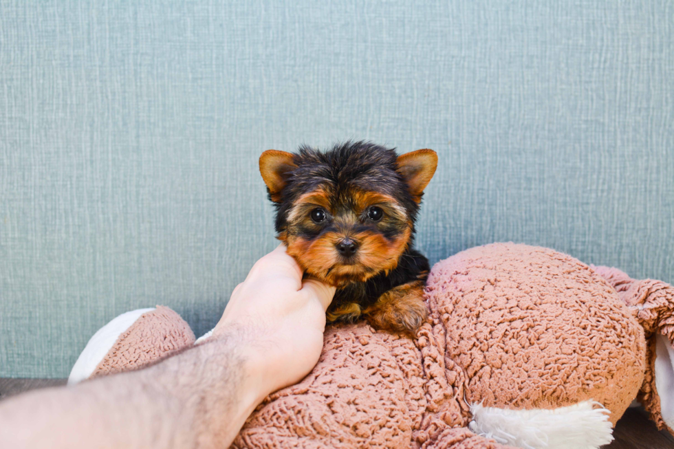 Meet Tinkerbell - our Yorkshire Terrier Puppy Photo 