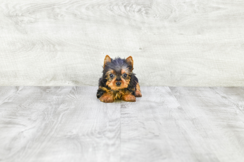 Meet Rascal - our Yorkshire Terrier Puppy Photo 