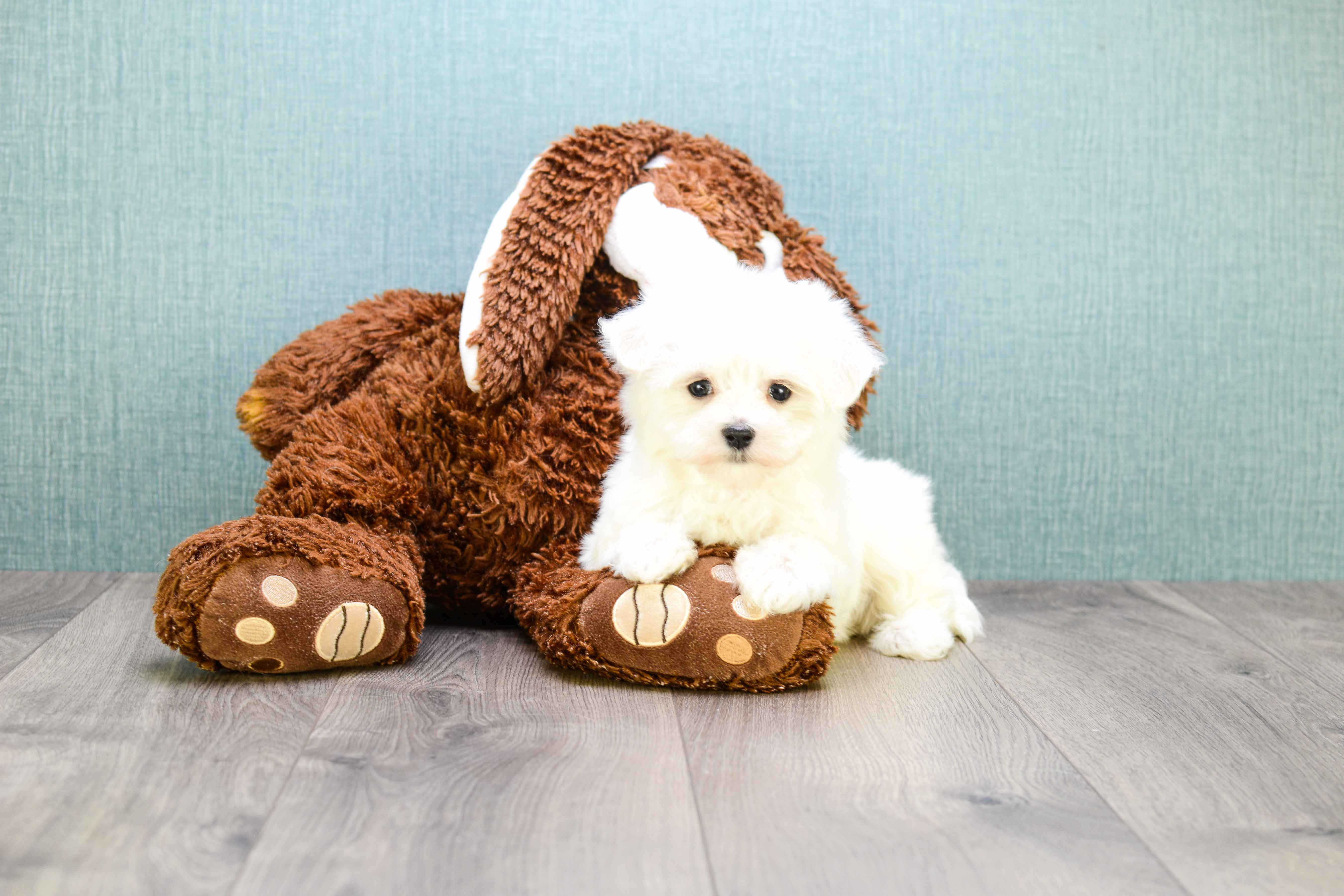Best Maltese Baby