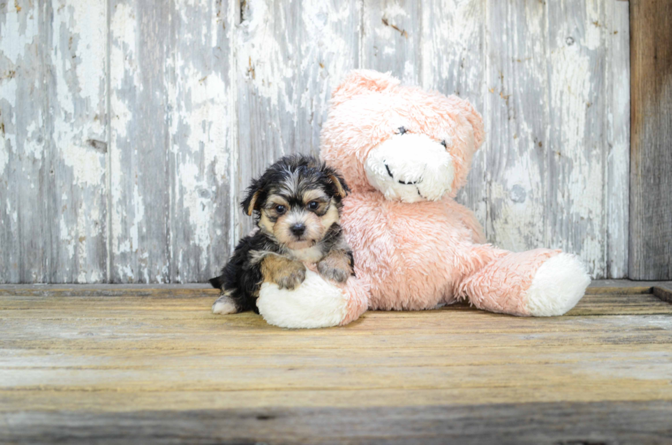 Morkie Pup Being Cute