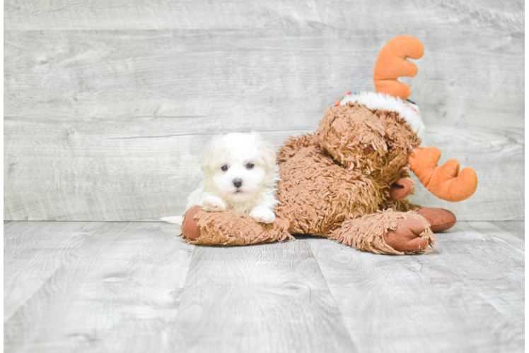 Havanese Pup Being Cute