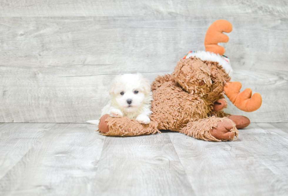 Havanese Pup Being Cute